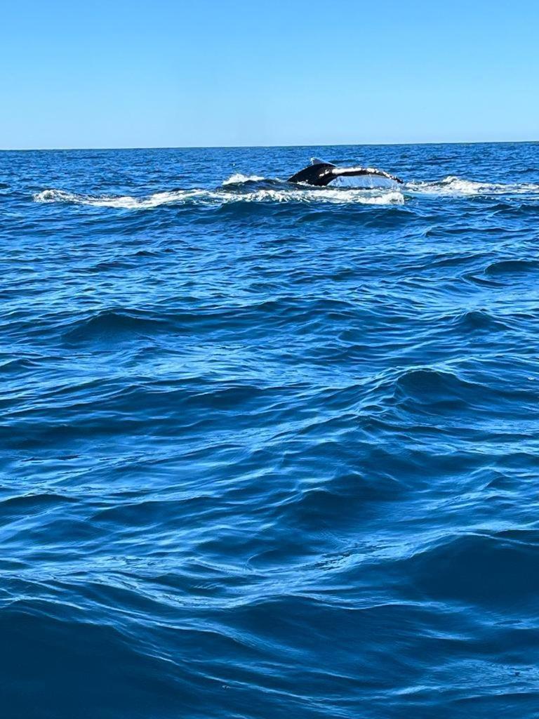 Hotel- Whale Tours And Sport Fishing Vista Mag-Bay Puerto San Carlos ภายนอก รูปภาพ